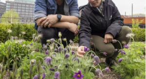 Twee mensen onderzoeken paarse bloemen in een duurzame stadstuin