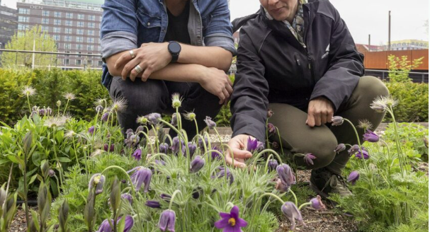 Twee mensen onderzoeken paarse bloemen in een duurzame stadstuin